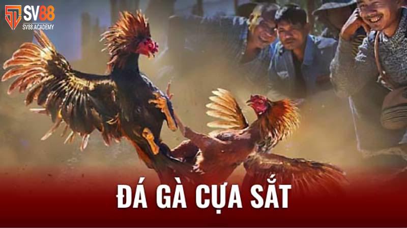 Đá gà cựa sắt - Tiêu chí và kinh nghiệm để chiến thắng 5 Chơi cá độ đá gà cựa sắt