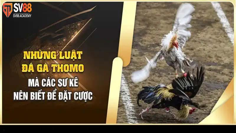 Tìm Hiểu Về Luật Đá Gà Thomo Và Nguyên Tắc Vàng 7 Tham Gia Đá Gà Thomo